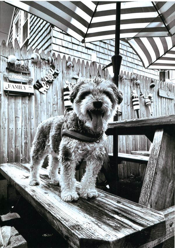 Dahlia 2nd Place 2025-website