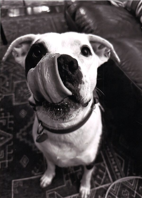 Petey 1st Place 2025-website