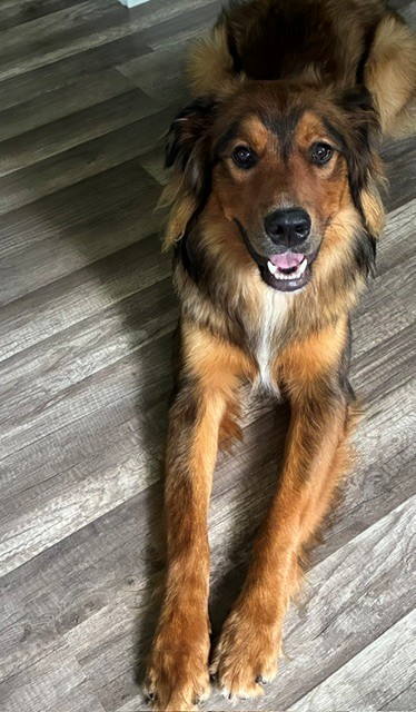 Koda