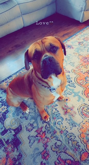 Smalls Puppy